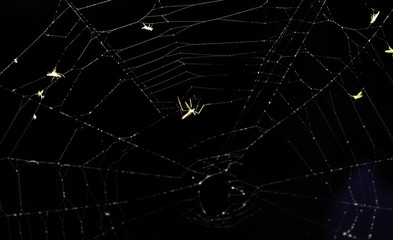 Spiderweb on halloween