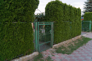 Classical design green wrought iron gate in a beautiful green garden