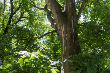 Obraz premium Old plane tree in summer, branches and crown