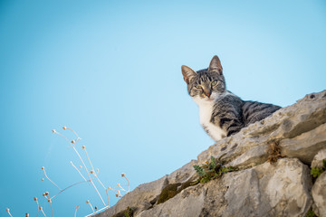 The cat © anilah