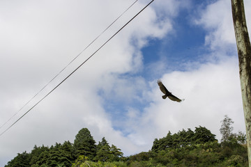bird with wings outstretched in the air