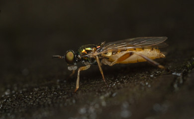 Bright Four-spined Legionnaire - Chorisops nagatomii