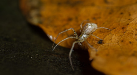 Tetragnatha sp. spider