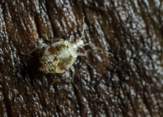 Deraeocoris lutescens bug nymph