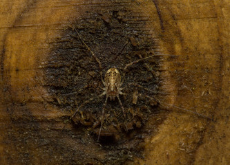 Opilio saxatilis harvestman