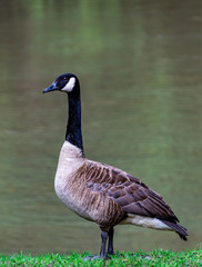 Canada Goose on the River