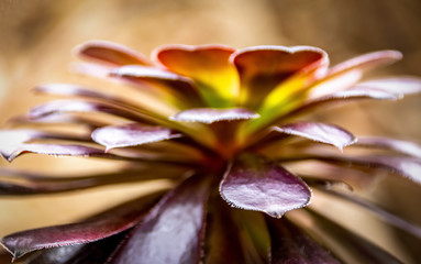 Succulent Flower