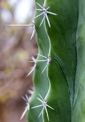 Close Up Cactus