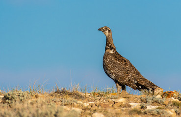 A Greater Sage Grouse on the Colorado High Desert
