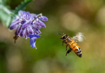 A Honey Bee Searching for Nectar on Blue Flower