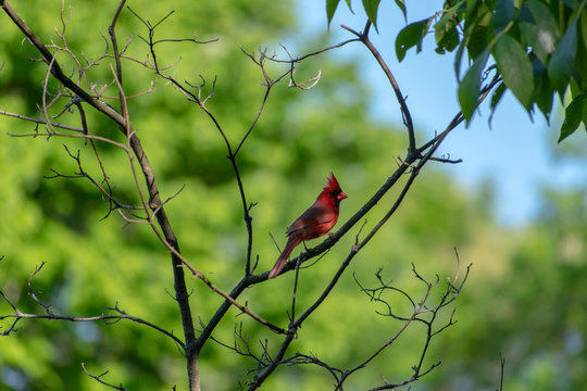 Red cardinal on tree branch in nature