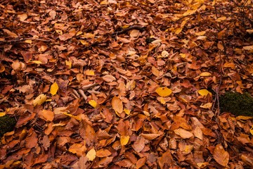 Piles of fall leaves on the ground