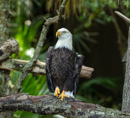 bald eagle is watchful from his perch