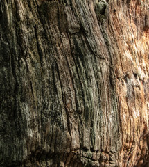 natural tree bark textured background