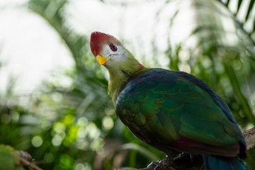 red crested turaco is curious about your camera