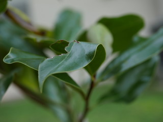 green plant in the garden