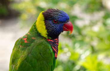 vibrant lorikeet pauses for a colorful picture