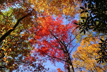 Fall leaves