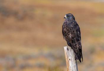 A Beautiful Red-tailed Hawk Perched on a Fence Post