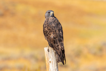 A Beautiful Red-tailed Hawk Perched on a Fence Post