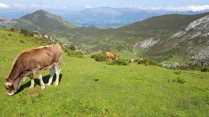 Cow in a pasture at Covadonga Lakes in Picos de Europa, Asturias - Spain