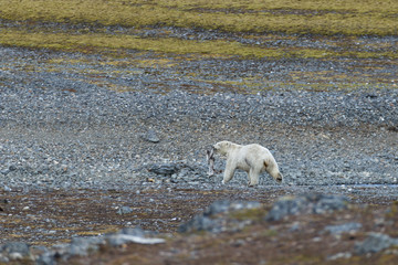 Un ours polaire mangeant de petits rennes.