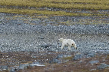 Photo sur Plexiglas Ours polaire Un ours polaire mangeant de petits rennes.