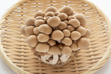 しめじの写真素材