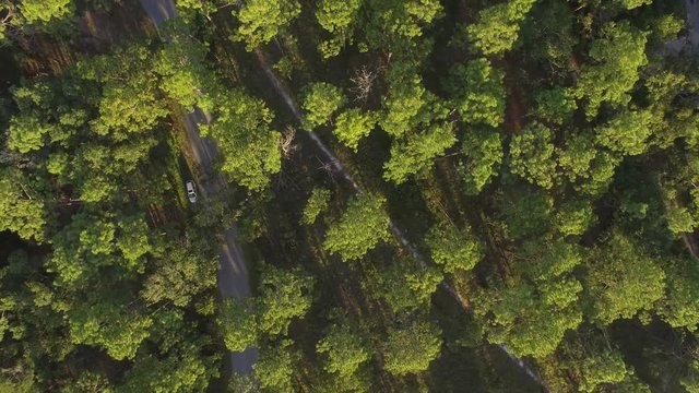 Pine forest in United States, Florida