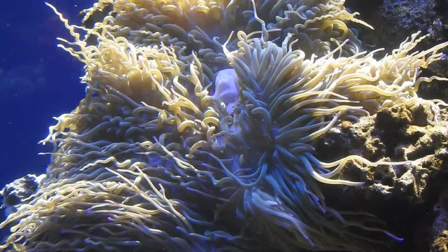 Sea Anemone at the Waikiki aquarium