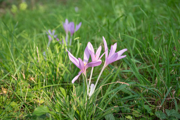 Wild crocuses popped up in a meadow and reached by a ray of sunshine