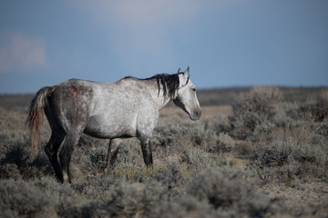 Obraz na płótnie Canvas Wild Mustang Stallion with Wound