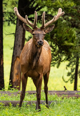Naklejka na ściany i meble Elk with Growing Antlers Looks Toward Camera