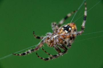 A Spotted Orb Weaver Spider on Its Web