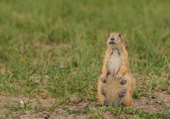 Female Groundhog Perks up in Field