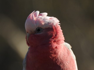 Red Breasted Cockatoo (Pink Galah) close up face