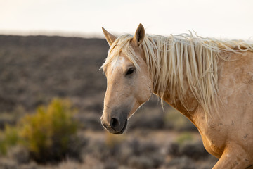 Obraz premium Wild (Feral) Mustangs in the Colorado High Desert