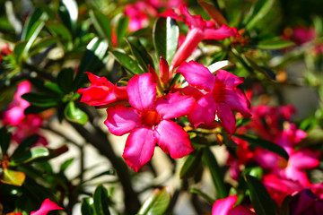 Pink desert rose flowers (Adenium Obesum)