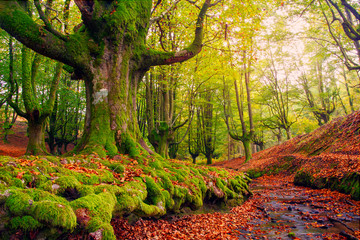 Forest in autumn