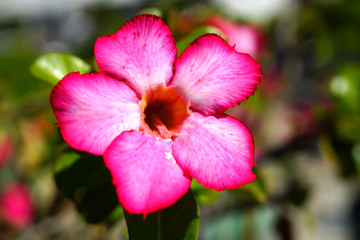 Pink desert rose flowers (Adenium Obesum)