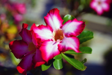 Pink desert rose flowers (Adenium Obesum)