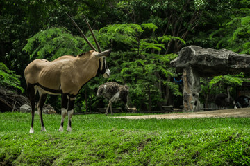   beautiful  Oryx , Gemsbok standing