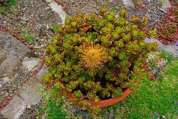 Floral arrangement of green rosettes of succulent plants in a garden pot