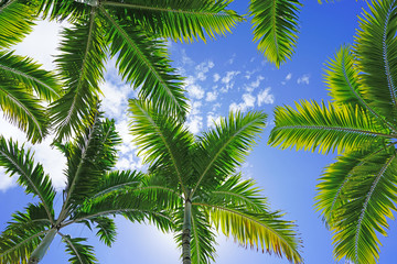 Palm trees looking up to a blue sunny sky