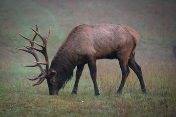 Elk Grazin