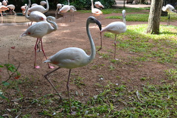 flamingo in zoo