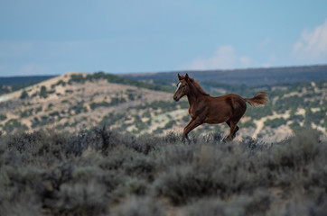 Fototapeta na wymiar Wild Mustang Yearling Running on the Colorado High Plains