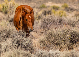 Fototapeta premium Wild Mustangs on the Colorado High Plains