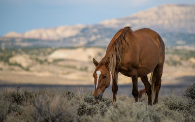 Wild (Feral) Mustangs in the Colorado High Desert