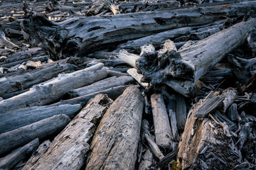 Dead Fallen Trees